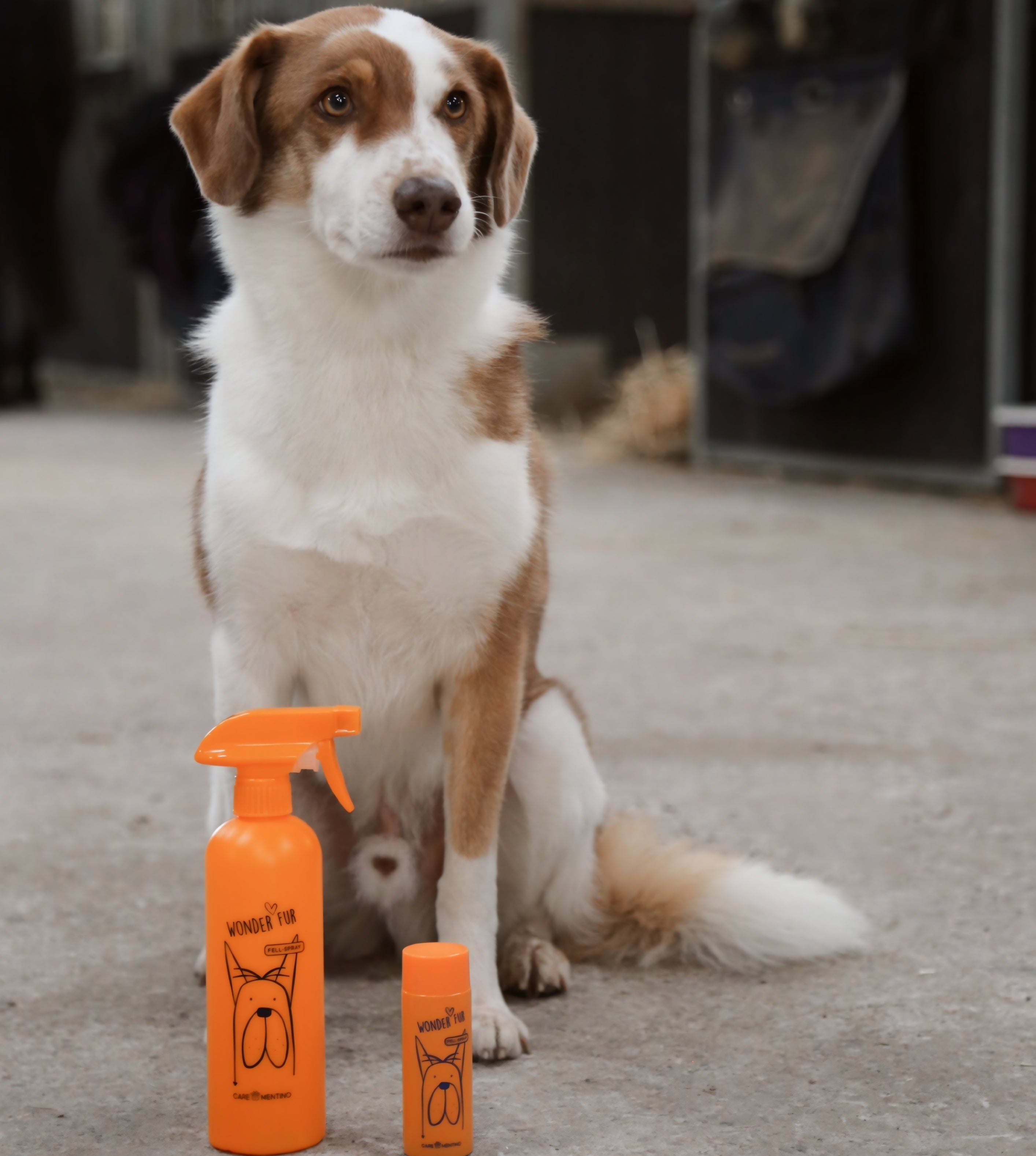 Wonder Fur Starter Set - Spray démêlant