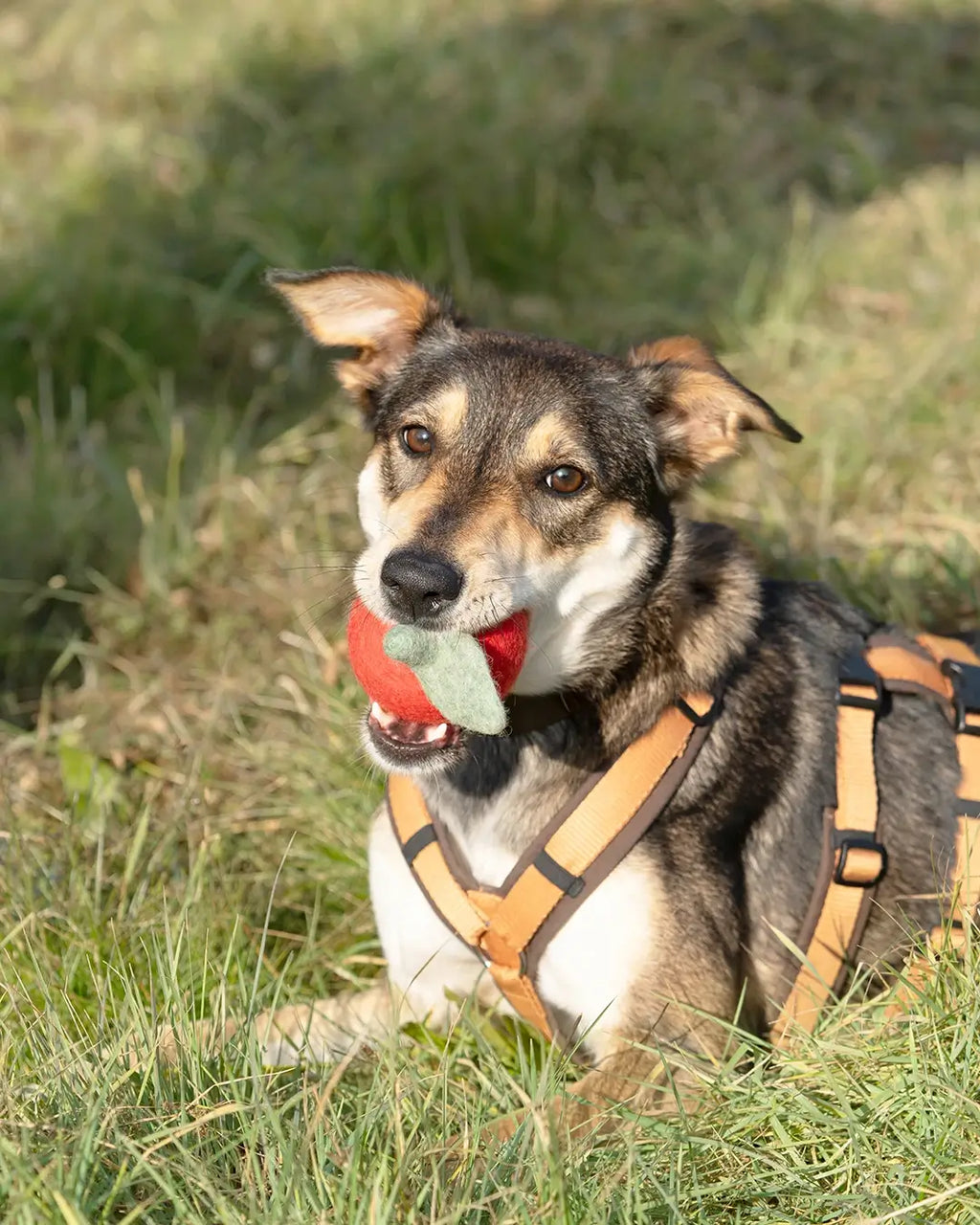 BUDDY. Jouet pour chien en feutre de laine « Pomme »