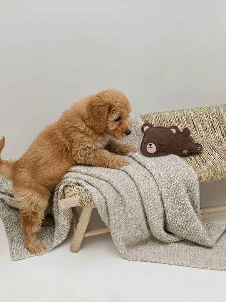 BUDDY. Jouet pour chien en cuir « Petit ours »