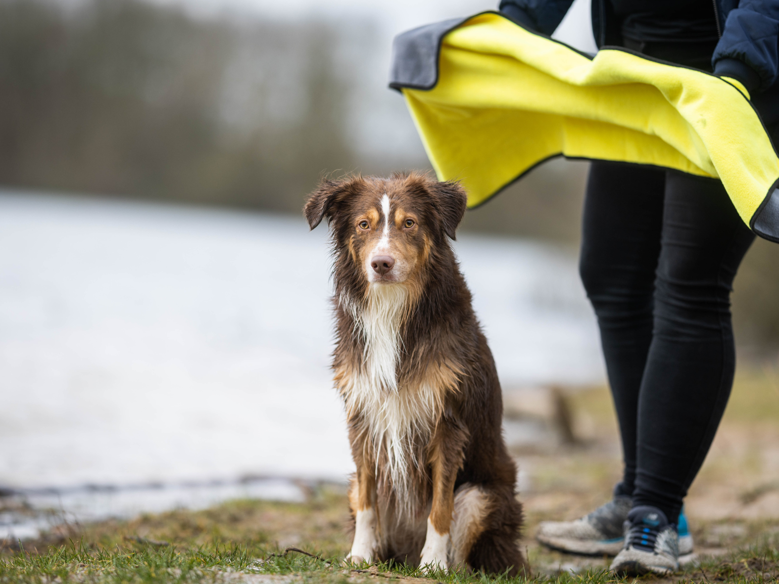 Serviette pour chiens BUDDY