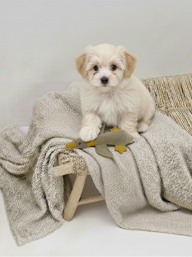 BUDDY. Jouet pour chien en cuir « Petit canard »
