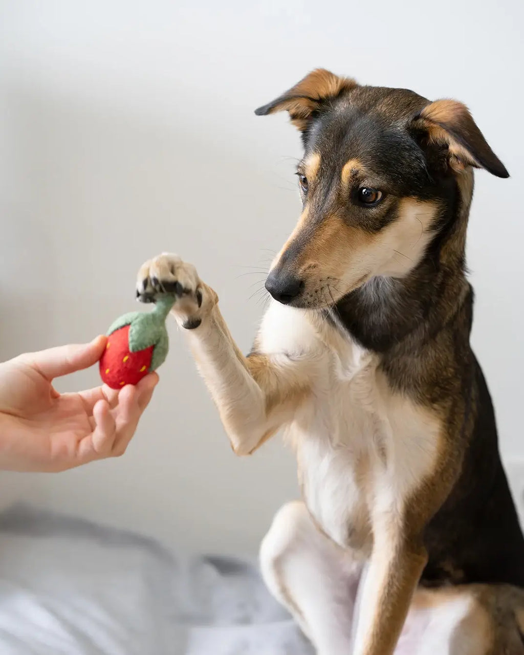BUDDY. Jouet pour chien en feutre de laine "Fraise"
