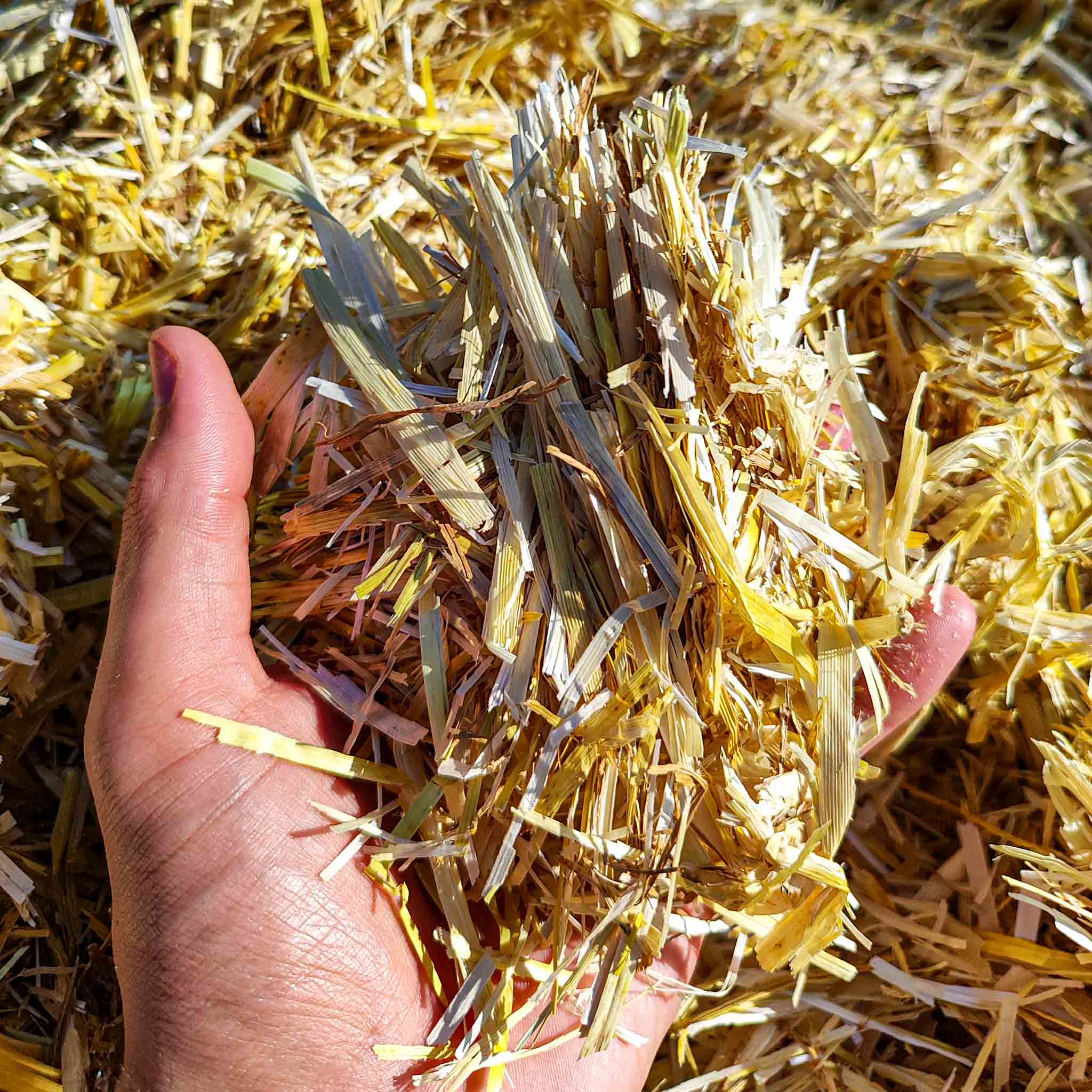 Paillage de paille