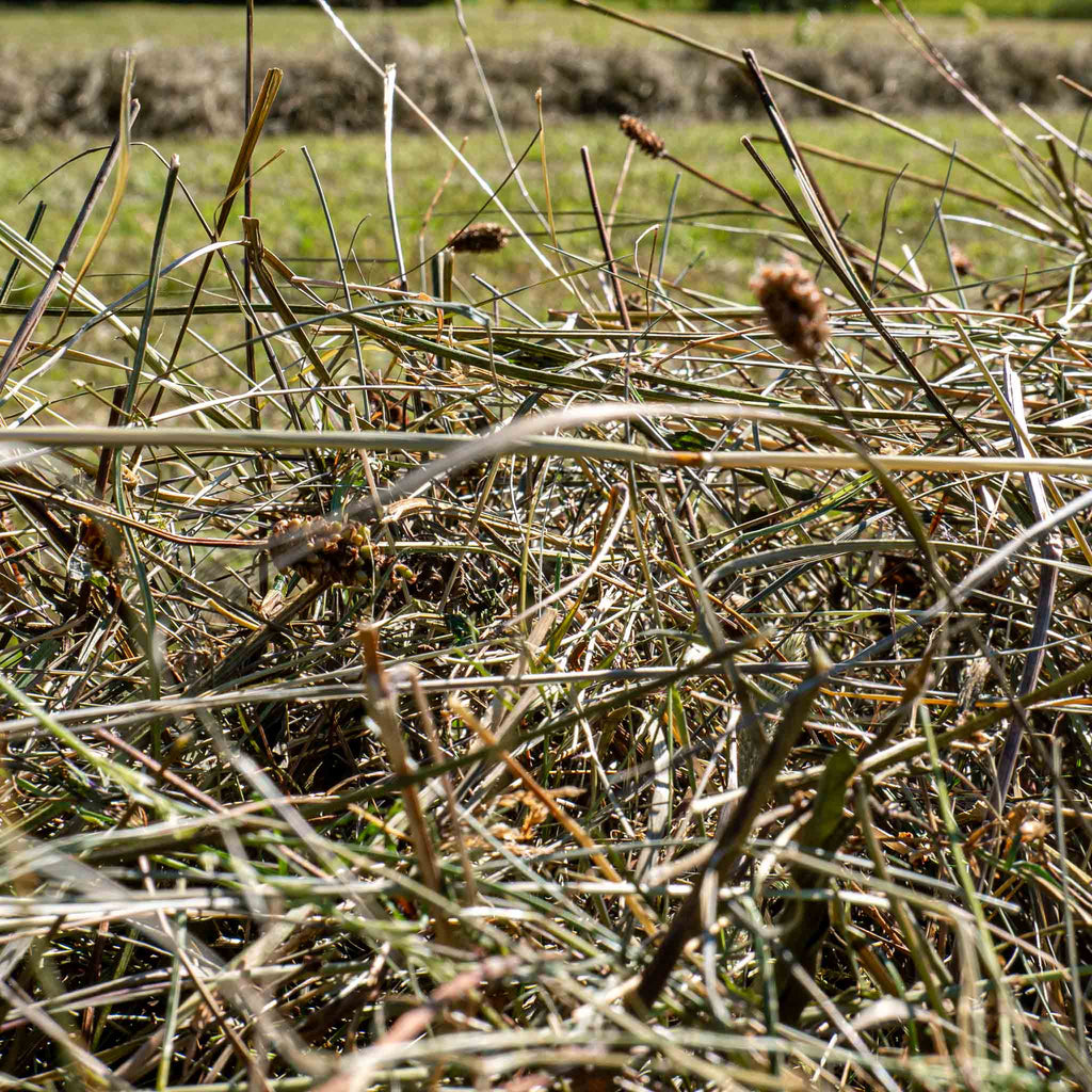 Foin de prairie naturel Basic