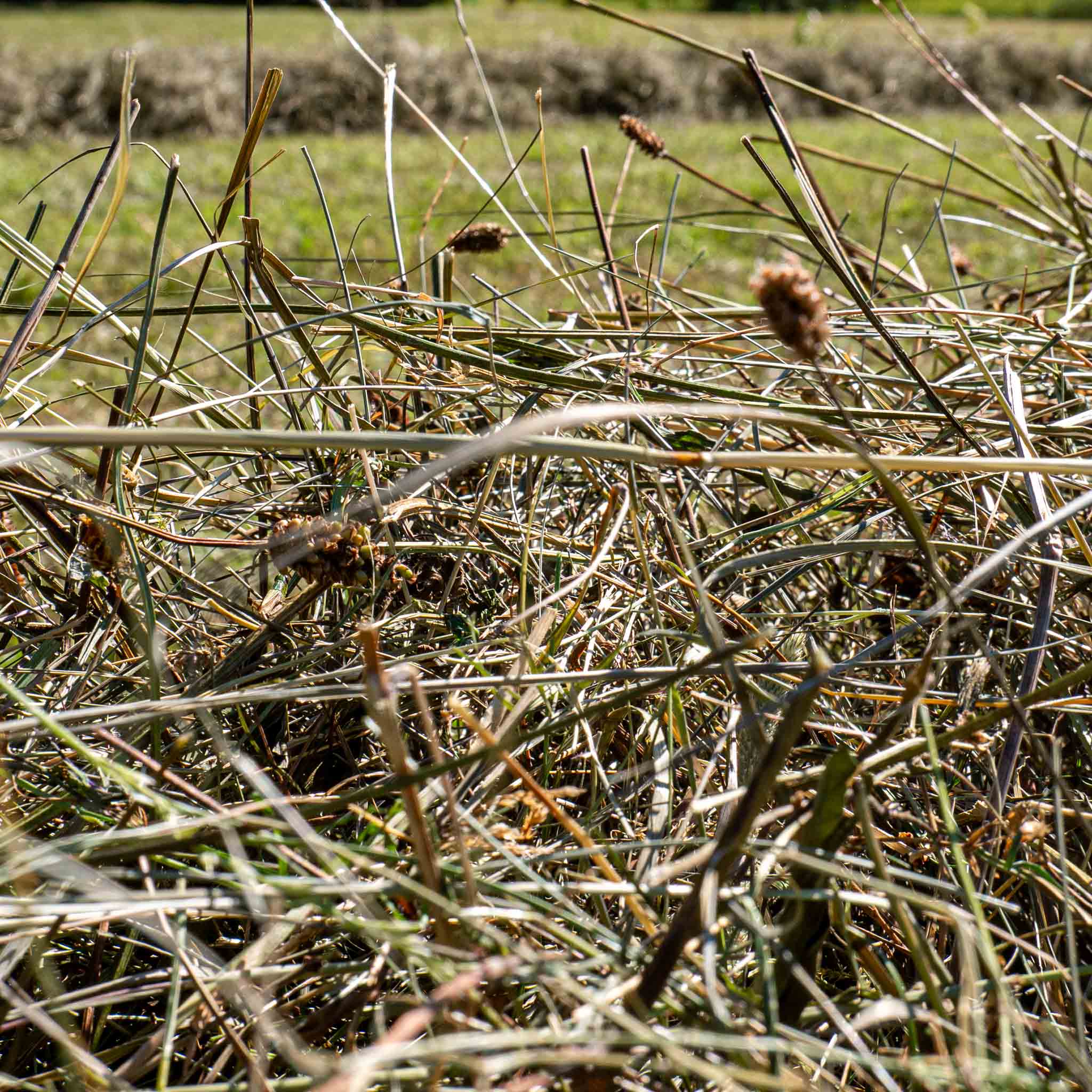 Foin de prairie naturel Basic