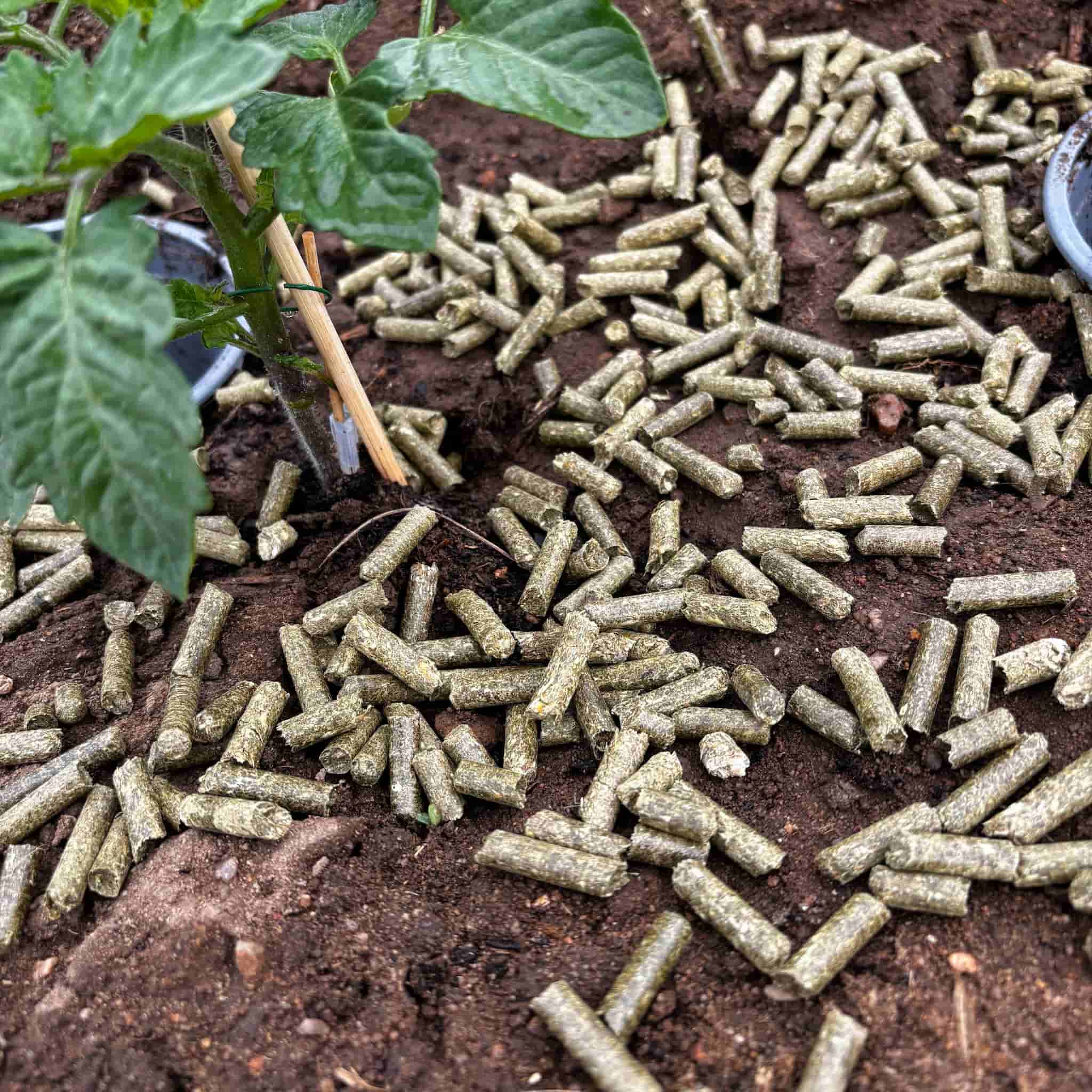 Paillis de foin en granulés | Paillis de jardin