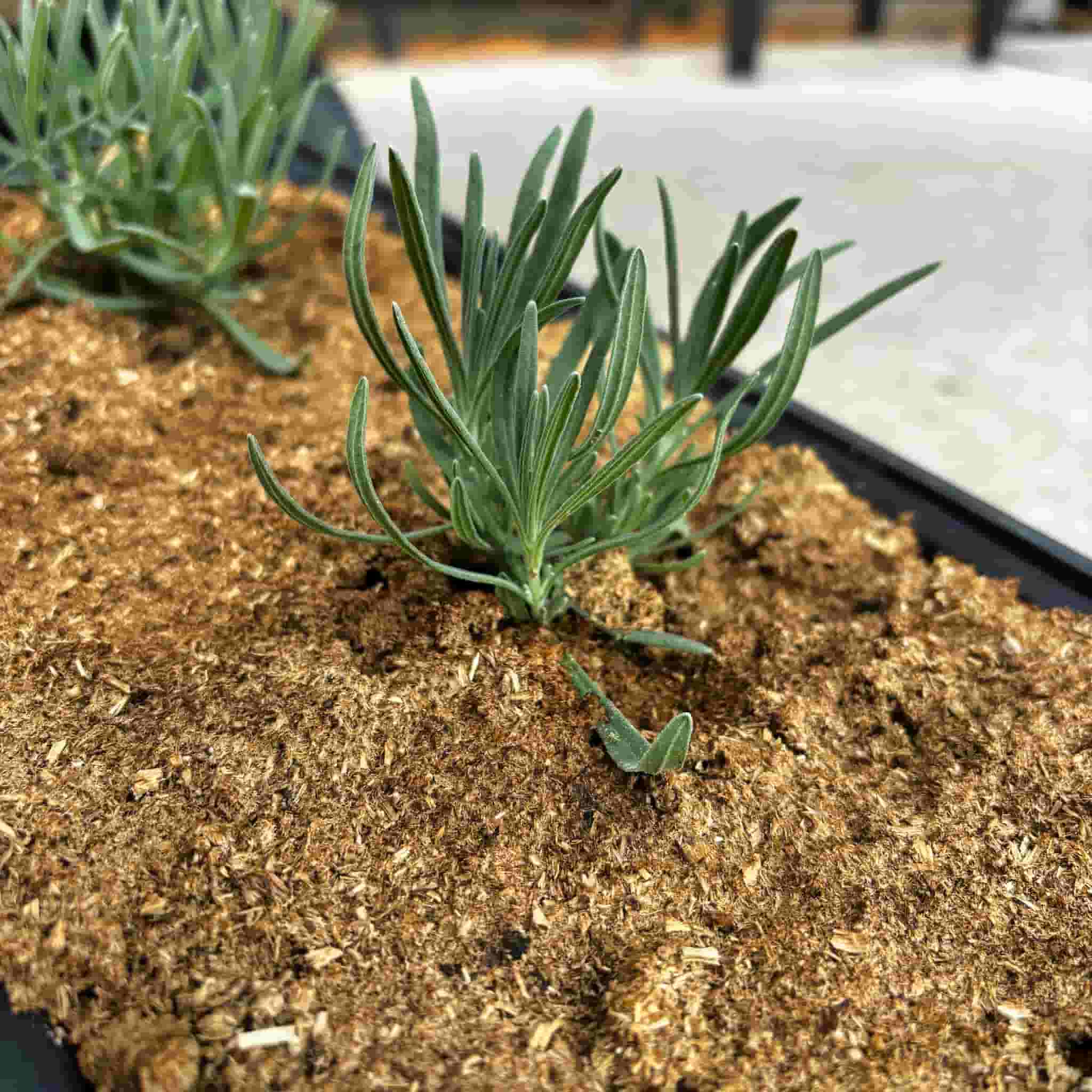 Paillis de foin en granulés | Paillis de jardin