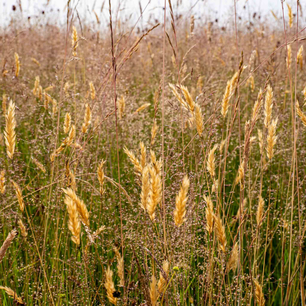Granulés de foin aux herbes