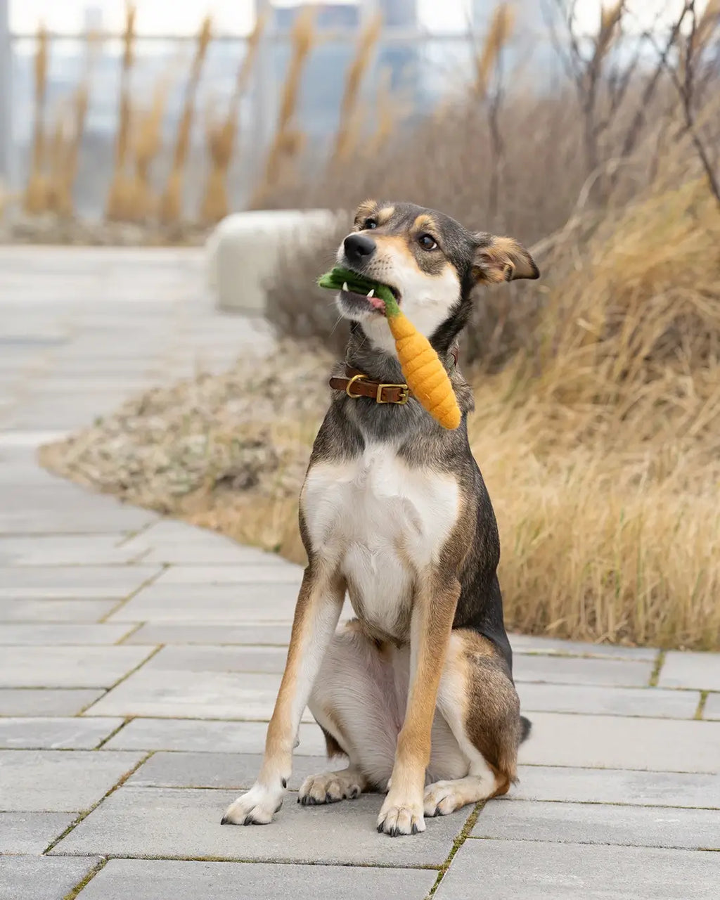 BUDDY. Jouet pour chien en feutre de laine « Carotte »