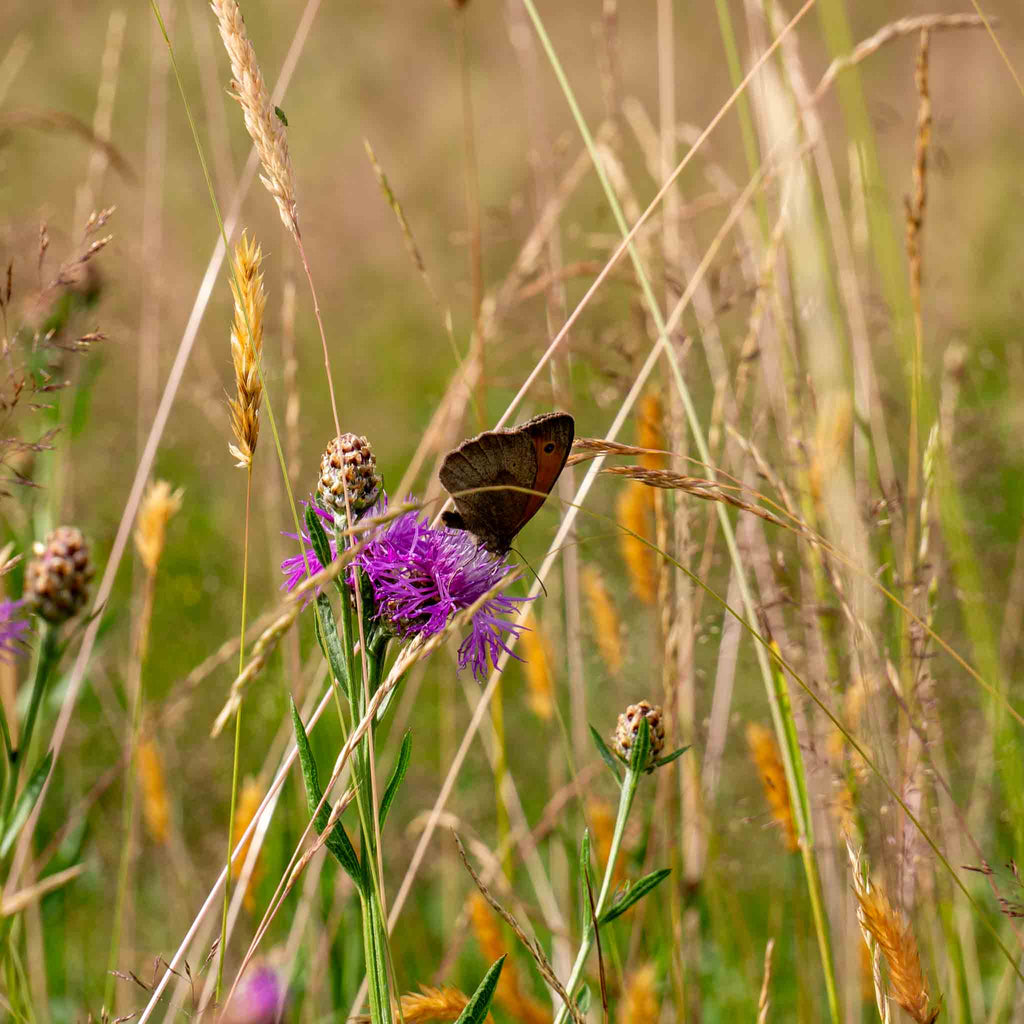Foin de prairie naturel Basic