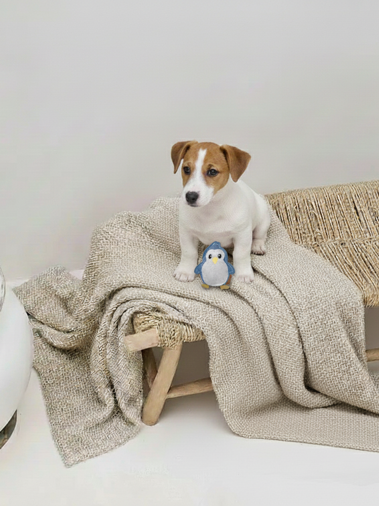 BUDDY. Jouet pour chien en cuir « Petit Pingouin »