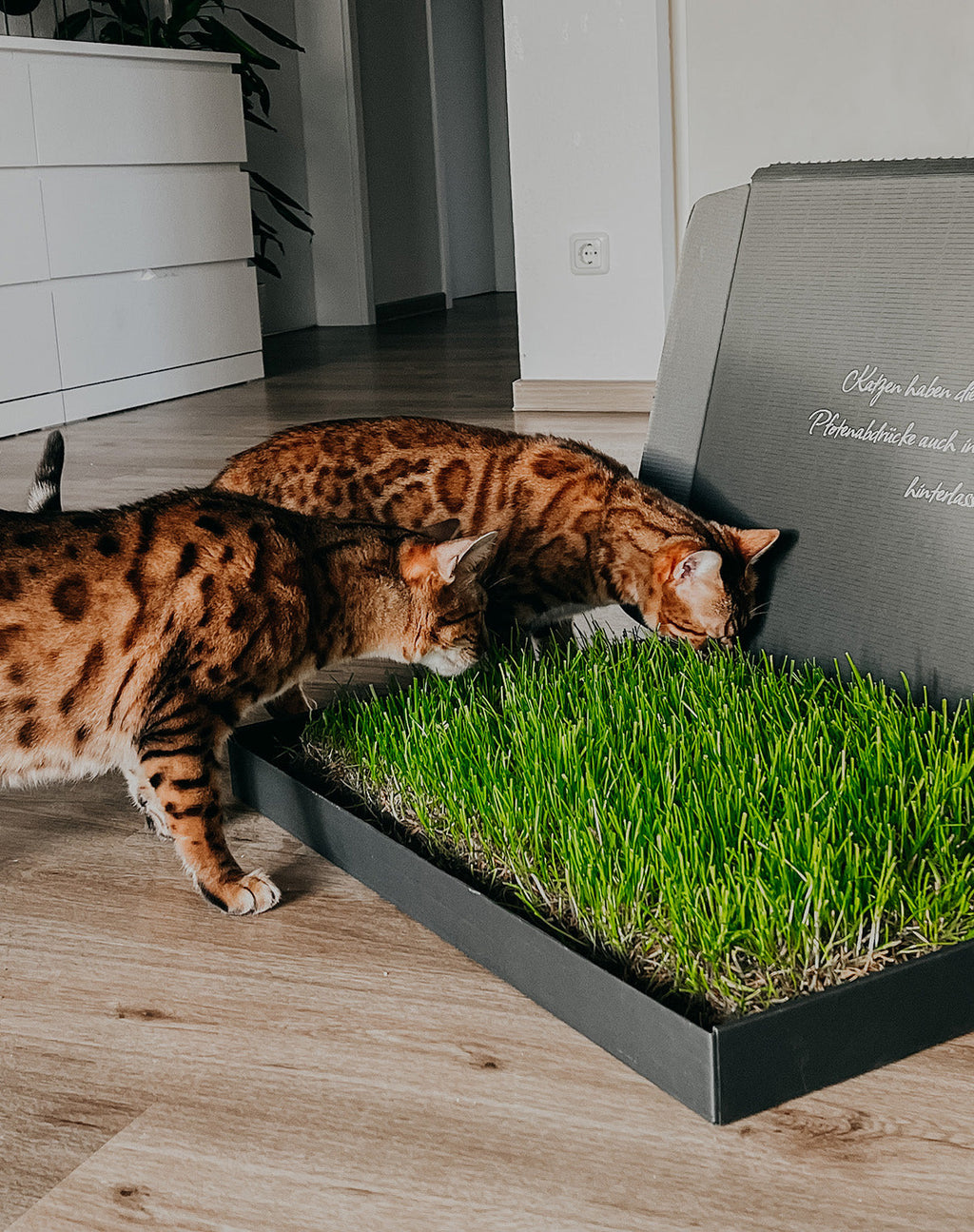 Mieze-Katzengras Schwarz