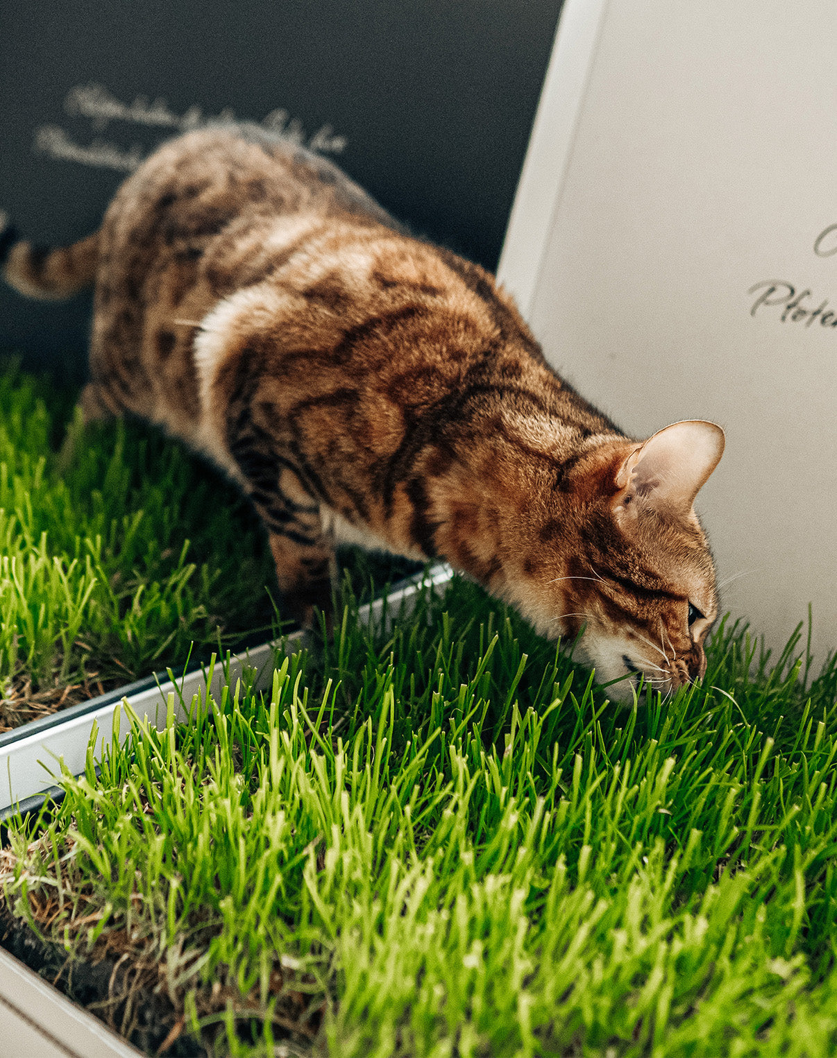 Mieze-Katzengras Weiß