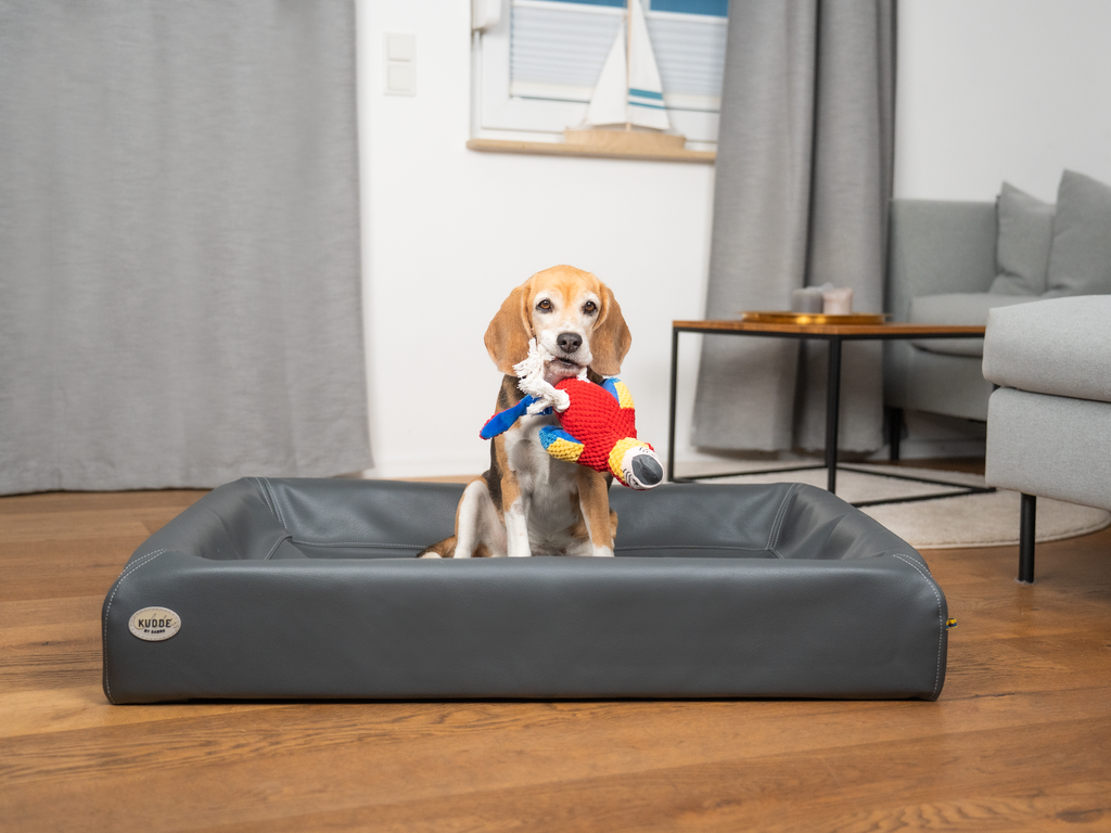 Perroquet PEPE