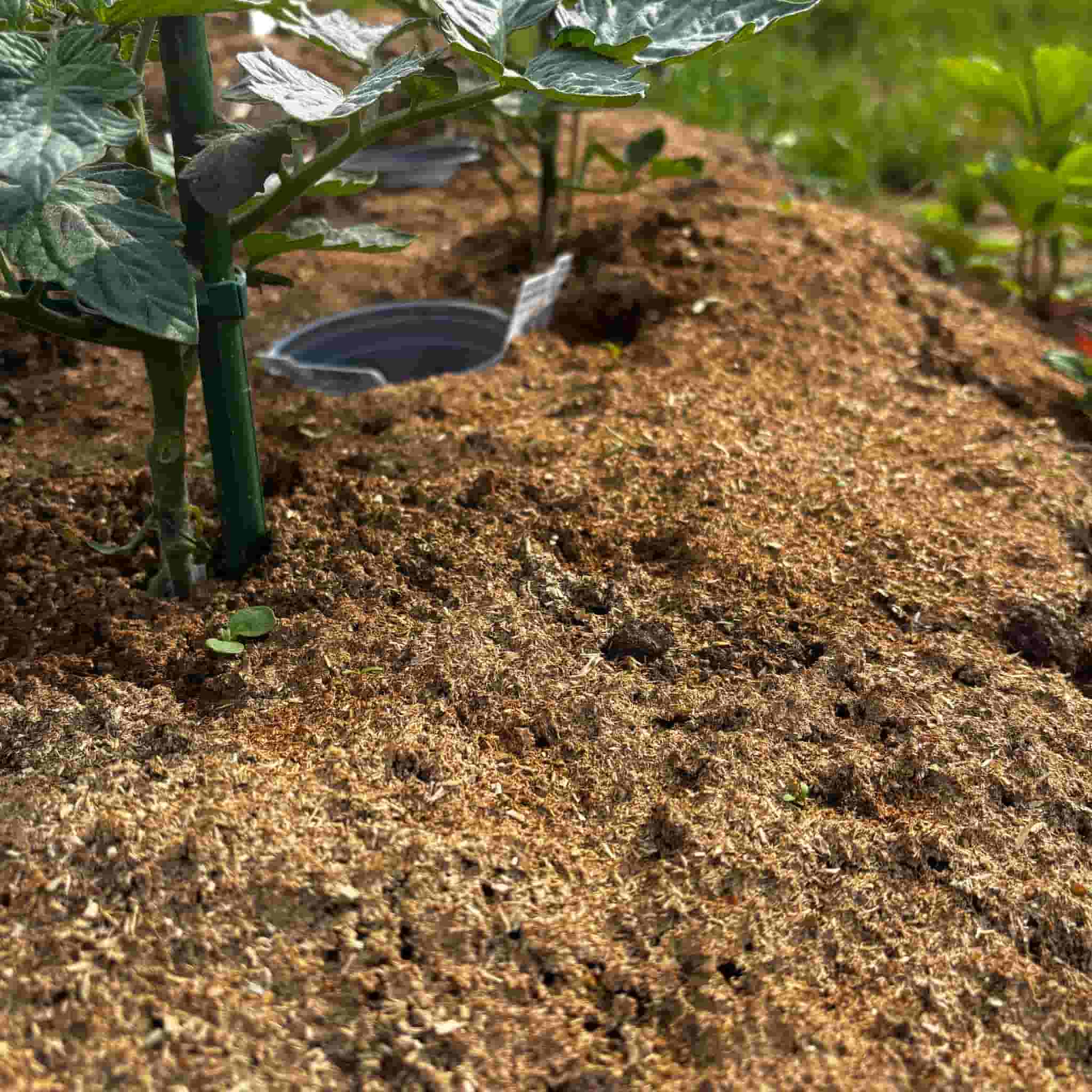 Paillis de foin en granulés | Paillis de jardin