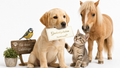 Bon d'achat Paw&Friends
