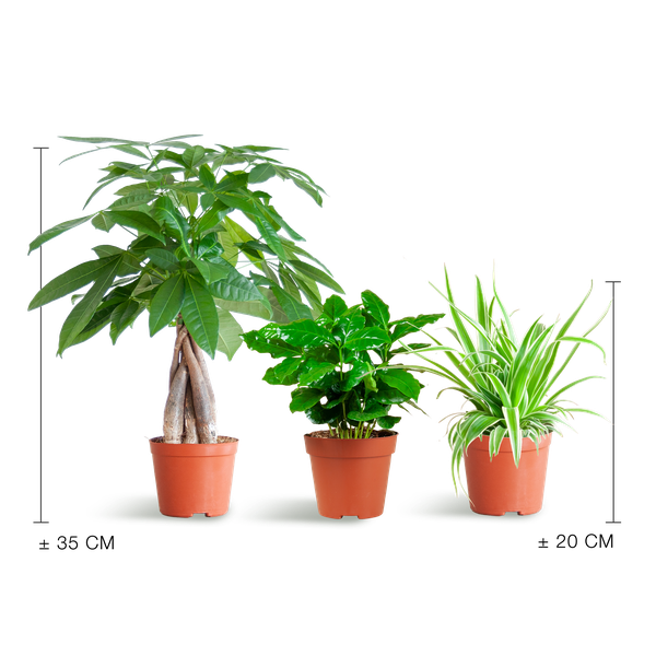 Kit de plantation (adapté aux animaux de compagnie) – Mix de plantes d'intérieur – Ø12cm – Non toxique pour chats & chiens – Lot de 3 plantes – Convient aux animaux