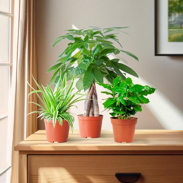 Kit de plantation (adapté aux animaux de compagnie) – Mix de plantes d'intérieur – Ø12cm – Non toxique pour chats & chiens – Lot de 3 plantes – Convient aux animaux