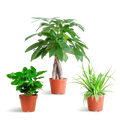 Plant Set (Pet-Friendly) – Houseplant Mix – Ø12cm – Non-Toxic for Cats & Dogs – 3 Plant Set – Suitable for Pets