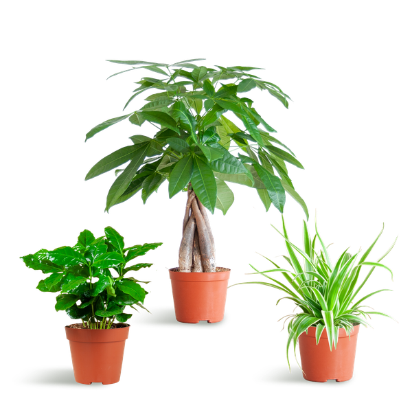 Kit de plantation (adapté aux animaux de compagnie) – Mix de plantes d'intérieur – Ø12cm – Non toxique pour chats & chiens – Lot de 3 plantes – Convient aux animaux
